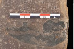 Foto (Detailsansicht) von Quercus palaeoilex Ettingshausen (NHMW-GEO-2024-0188-0788)